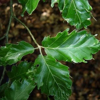 Fagus sylvatica 'Interrupta' – Bükk Fagus sylvatica 'Interrupta' – Bükk