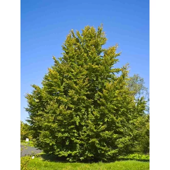 Fagus sylvatica - Közönséges bükk Fagus sylvatica - Közönséges bükk