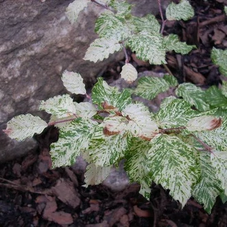 Fagus sylvatica 'Marmorstar' – Bükk