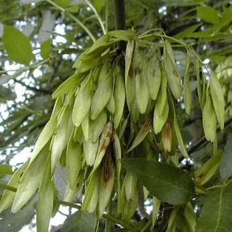 Fraxinus excelsior 'Aarsee' – Magas kőris