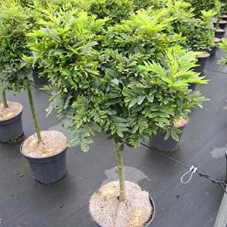 Fraxinus excelsior 'Abiona' – Magas kőris Fraxinus excelsior 'Abiona' – Magas kőris