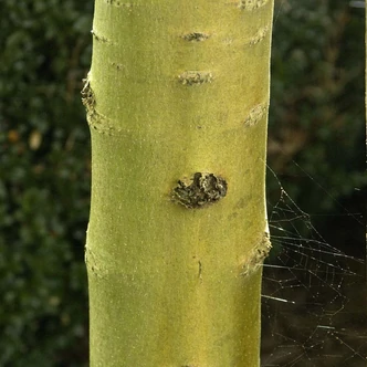 Fraxinus excelsior 'Allgold' – Magas kőris