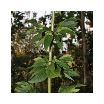 Fraxinus excelsior 'Coarctata' – Magas kőris