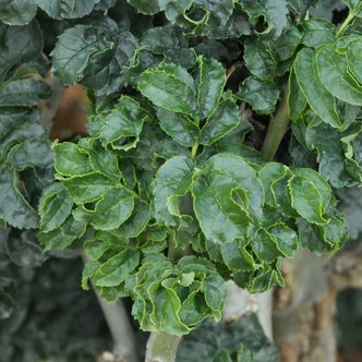 Fraxinus excelsior 'Crispa' – Magas kőris