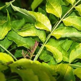 Fraxinus excelsior 'Foliis Aureis' – Magas kőris