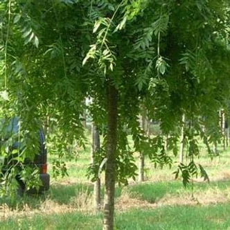 Fraxinus excelsior 'Heterophylla Pendula' – Magas kőris
