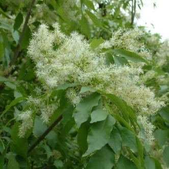 Fraxinus spaethiana – Kőrisfa