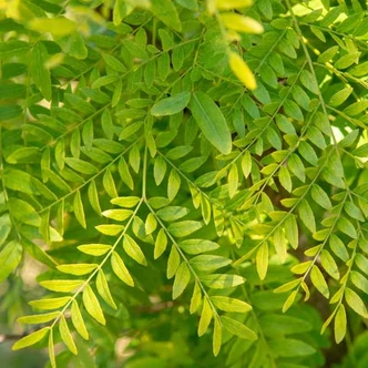 Gleditsia triacanthos 'Elegantissima' - 'Elegantissima' lepényfa Gleditsia triacanthos 'Elegantissima' - 'Elegantissima' lepényfa