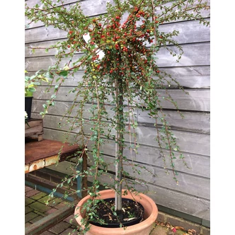 Cotoneaster x suecicus 'Coral Beauty' - Magastörzsű svéd madárbirs Cotoneaster x suecicus 'Coral Beauty' - Magastörzsű svéd madárbirs
