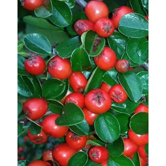 Cotoneaster microphyllus 'Streib's Findling' – Apró levelű madárbirs
