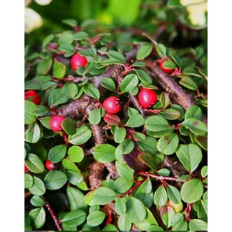 Cotoneaster procumbens 'Queen of Carpet' – Talajtakaró madárbirs