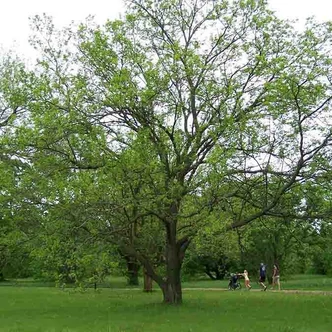 Morus alba – Fehér eperfa