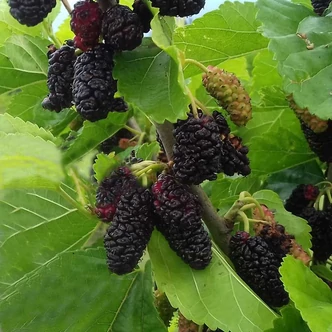 Morus alba 'Galicja' – Fehér eperfa Morus alba 'Galicja' – Fehér eperfa