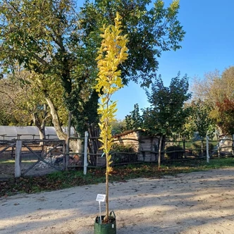 Morus alba 'Pyramidalis' - Oszlopos eperfa