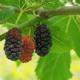 Morus latifolia 'Kokuso' – Eperfa