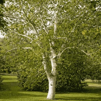 Betula pendula (syn.: Betula alba, Betula verrucosa) - Közönséges nyírfa, bibircses nyír (boltív koronájú, óriás méretű)