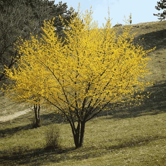 Cornus mas - Húsos som (ernyő koronájú, óriás méretű)