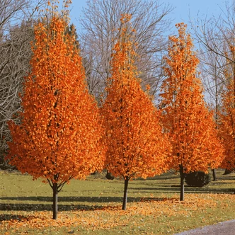 Pyrus calleryana 'Chanticleer' - Kínai díszkörte (lécrácsos koronájú, óriás méretű)