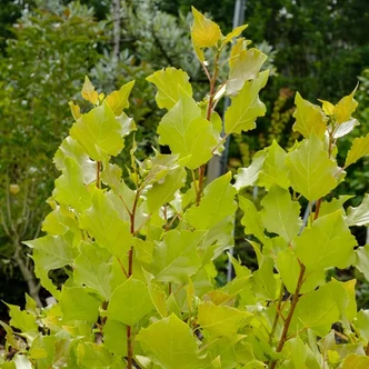 Populus nigra 'Lombardy Gold' – Fekete nyár