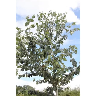 Populus purdomii – Nyárfa