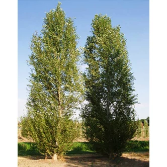 Populus simonii 'Fastigiata' – Oszlopos kínai nyár