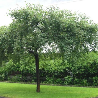 Populus tremula 'Pendula' – Csüngő rezgő nyár