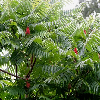 Rhus typhina - Ecetfa Rhus typhina - Ecetfa