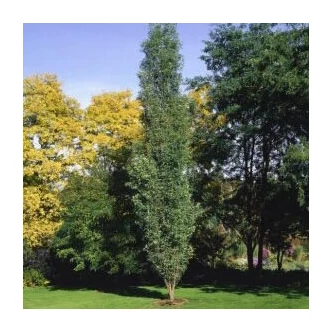 Robinia pseudoacacia 'Fastigiata' – Oszlopos fehér akác