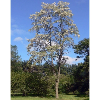 Robinia pseudoacacia 'Monophylla Pendula' – Csüngő fehér akác