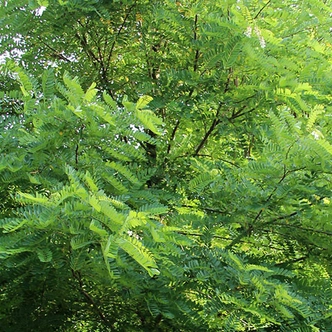 Robinia pseudoacacia 'Semperflorens' – Fehér akác