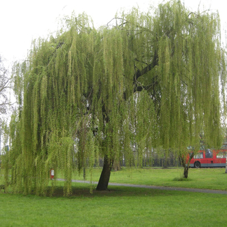 Salix babylonica var. pekinensis 'Pendula' – Csüngő csavart fűz