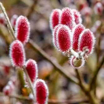 Salix gracilistyla 'Mount Aso' – Rózsaszín fűz Salix gracilistyla 'Mount Aso' – Rózsaszín fűz