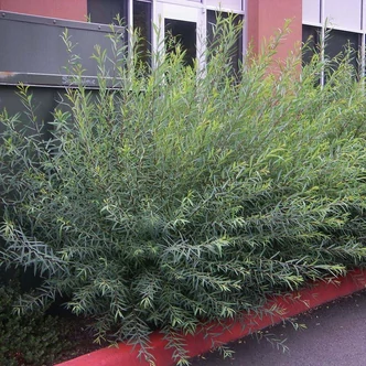 Salix purpurea 'Gracilis' – Uráli csigolyafűz Salix purpurea 'Gracilis' – Uráli csigolyafűz