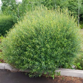 Salix purpurea 'Nana' – Törpe csigolyafűz Salix purpurea 'Nana' – Törpe csigolyafűz