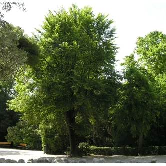 Ulmus minor - Mezei szil