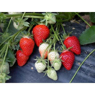 'Clery' eper, ananászeper