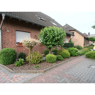 Morus nigra – Fekete eperfa