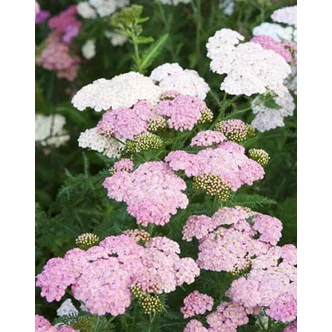 Achillea millefolium 'Summer Pastels' – Cickafark (színkeverék)