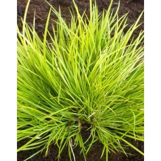 Acorus gramineus 'Hakuro Nishiki' – Pázsitos kálmos