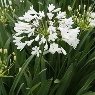 Agapanthus 'Arctic Star' – Afrikai szerelemvirág Agapanthus 'Arctic Star' – Afrikai szerelemvirág