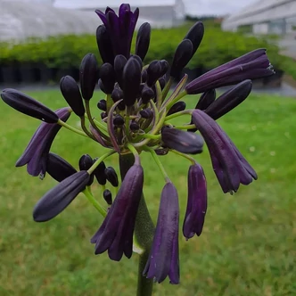 Agapanthus 'Black Magic' – Szerelemvirág