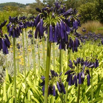 Agapanthus 'Black Pantha'® – Szerelemvirág