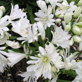 Agapanthus 'Double Diamond'® – Szerelemvirág