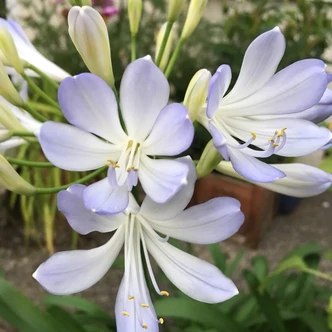 Agapanthus 'Phantom' – Szerelemvirág