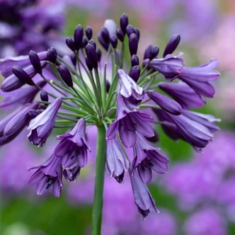 Agapanthus 'Poppin Purple'® – Szerelemvirág