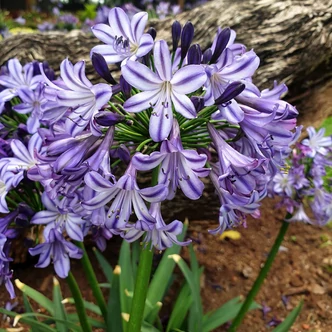Agapanthus 'Poppin Star' – Szerelemvirág