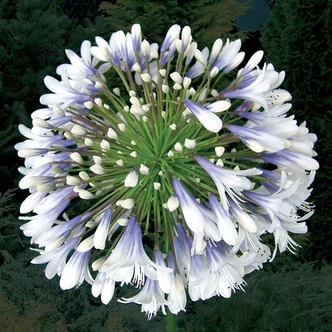 Agapanthus 'Queen Mum'® – Szerelemvirág