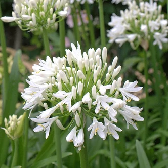 Agapanthus 'White Pixie' – Szerelemvirág