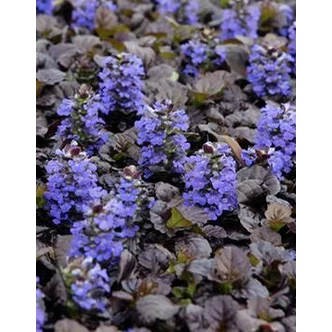 Ajuga reptans 'Black Scallop' - Indás ínfű Ajuga reptans 'Black Scallop' - Indás ínfű