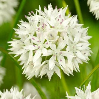 Allium amplectens 'Graceful Beauty' – Díszhagyma